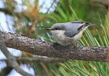 Pygmy Nuthatch